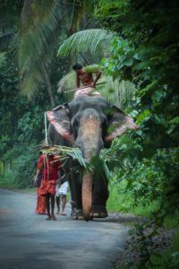 Man Riding an Elephant on a Road
